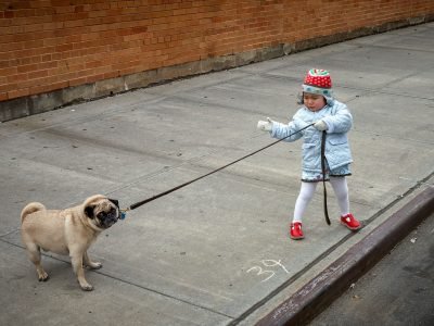 dog dog